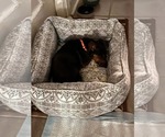 Small #5 Dachshund Mix
