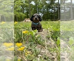 Puppy Silver Boy Dachshund