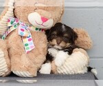 Small Photo #3 Havanese Puppy For Sale in FREDERICKSBG, OH, USA