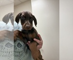 Puppy Purple Doberman Pinscher