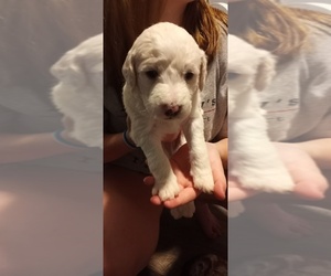 Labradoodle Puppy for sale in BROWNINGS CORNER, KY, USA