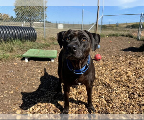 Medium Photo #1 Labrador Retriever-Unknown Mix Puppy For Sale in McKinleyville, CA, USA