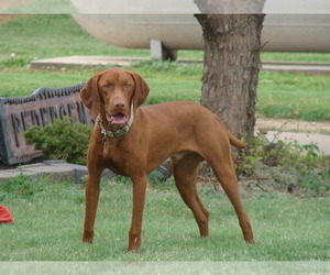 Father of the Vizsla puppies born on 02/07/2022