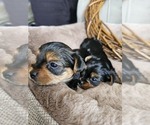 Small #2 Yorkshire Terrier