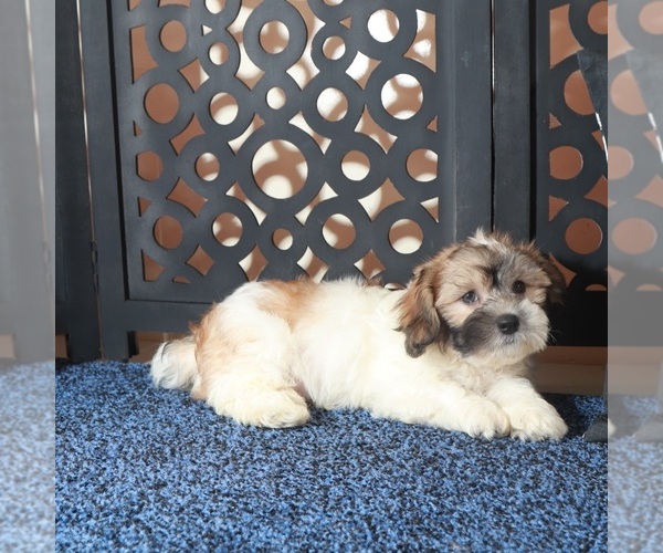 Medium Photo #3 Zuchon Puppy For Sale in MOUNT VERNON, OH, USA