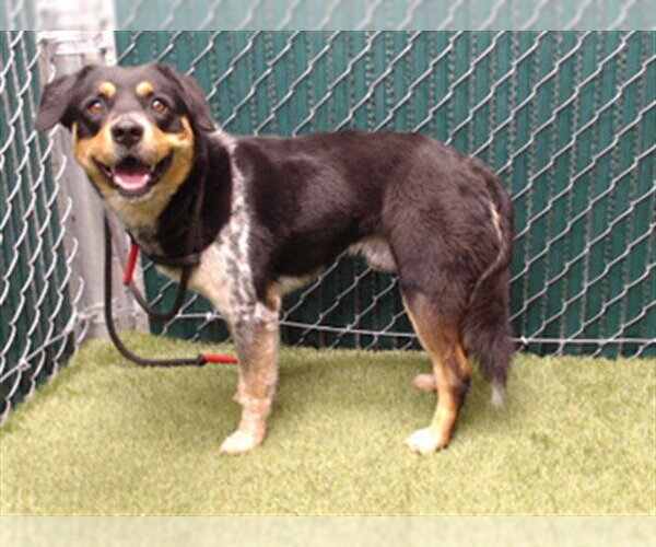 Medium Photo #1 Mutt Puppy For Sale in Downey, CA, USA