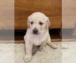 Small Photo #3 Golden Labrador Puppy For Sale in BUENA PARK, CA, USA