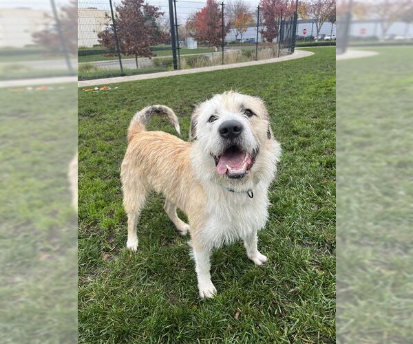 Medium Photo #1 Old English Sheepdog-Unknown Mix Puppy For Sale in Elk Grove, CA, USA