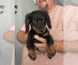 Dachshund Puppy for sale in ROEBUCK, SC, USA