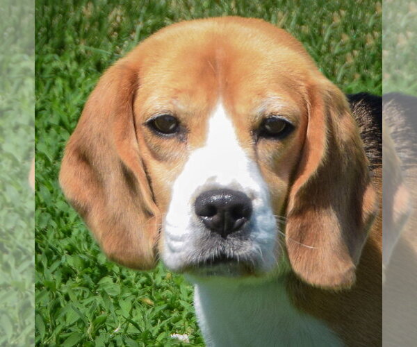 Medium Photo #5 Beagle Puppy For Sale in Huntley, IL, USA