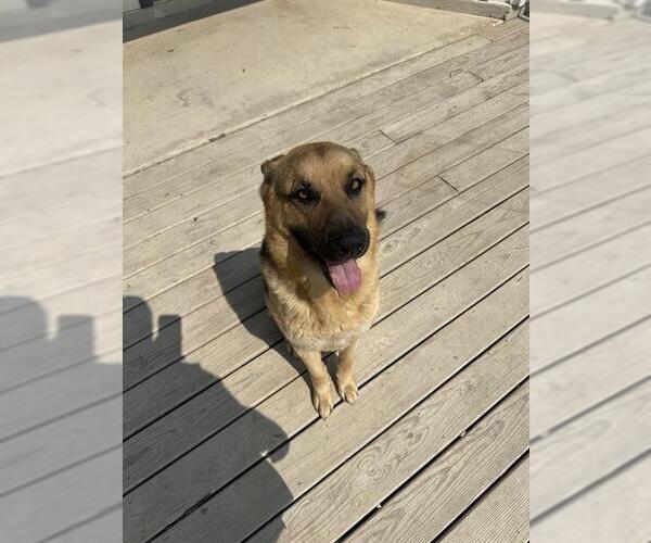 Medium Photo #1 German Shepherd Dog Puppy For Sale in San Antonio, TX, USA