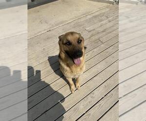 German Shepherd Dog Dogs for adoption in San Antonio, TX, USA