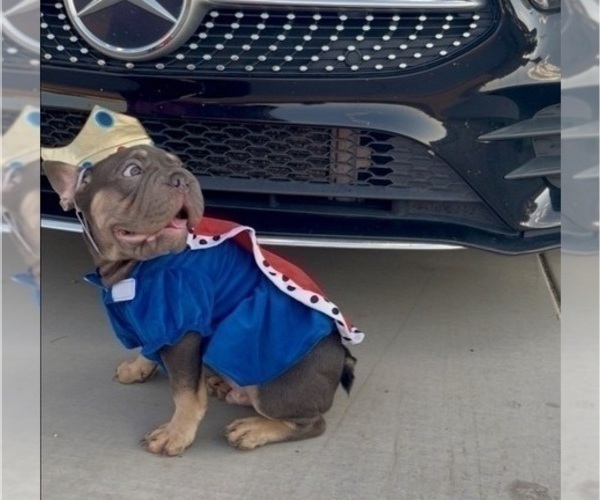 Medium Photo #14 French Bulldog Puppy For Sale in CHARLOTTESVILLE, VA, USA