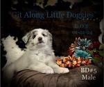 Small Photo #5 Australian Shepherd Puppy For Sale in BLACKSBURG, VA, USA