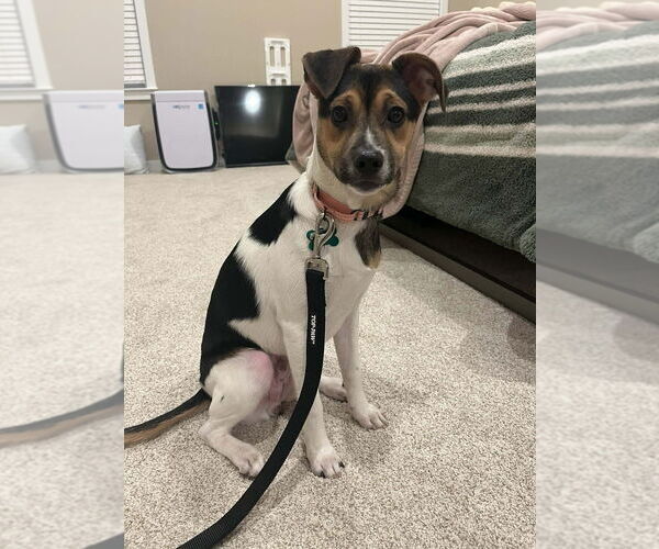 Medium Photo #3 Beagle-Unknown Mix Puppy For Sale in Springdale, PA, USA