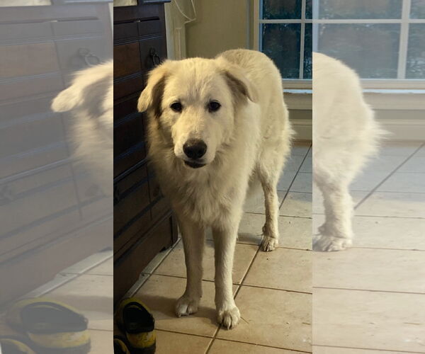 Medium Photo #1 Great Pyrenees-Unknown Mix Puppy For Sale in Houston, TX, USA