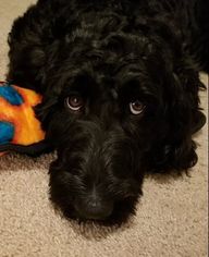 Australian Labradoodle Puppy for sale in CHATTANOOGA, TN, USA