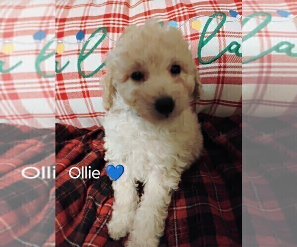 Medium Photo #2 Goldendoodle mix (+ Poodle Miniature) Puppy For Sale in NORTH LIBERTY, IN, USA