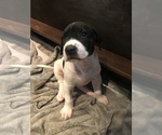 Small Photo #2 Great Dane Puppy For Sale in ANAHEIM, CA, USA