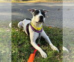 Small #4 American Pit Bull Terrier