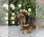 Small #4 Dachshund
