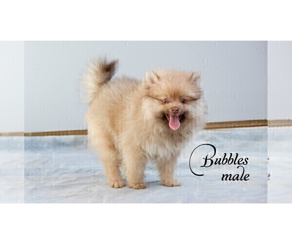 Medium Photo #6 Pomeranian Puppy For Sale in CLARE, MI, USA