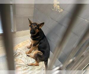 German Shepherd Dog Dogs for adoption in Alameda, CA, USA