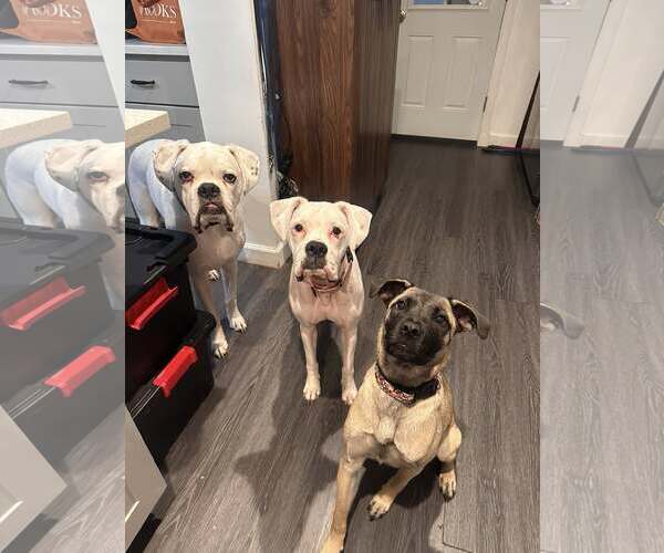 Medium Photo #5 Pug-Unknown Mix Puppy For Sale in Dumont, NJ, USA