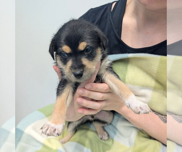 Medium Photo #1 Chihuahua Puppy For Sale in Chico, CA, USA