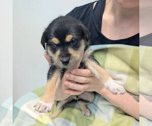 Chihuahua Dogs for adoption in Chico, CA, USA