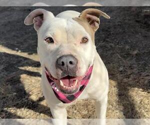 Mutt Dogs for adoption in Pueblo, CO, USA