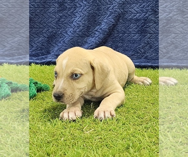 Medium Photo #6 Catahoula Leopard Dog Puppy For Sale in CUMBY, TX, USA