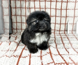 Shih Tzu Puppy for sale in FRANKLIN, IN, USA