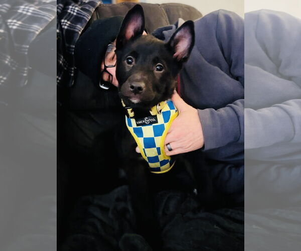 Medium Photo #2 Gerberian Shepsky Puppy For Sale in Princeton, MN, USA