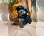 Small Photo #6 Yo-Chon Puppy For Sale in HAMPTON, VA, USA