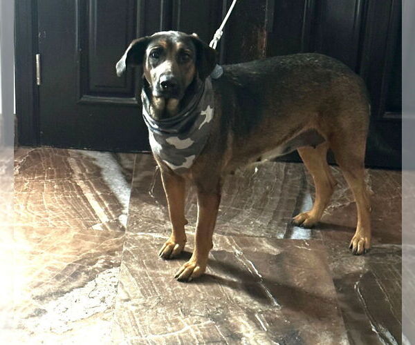 Medium Photo #3 Mutt Puppy For Sale in Lake Forest, CA, USA