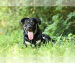 Small #1 Shepradors