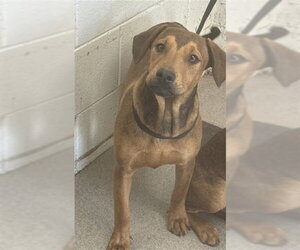 Doberman Pinscher-Unknown Mix Dogs for adoption in San Bernardino, CA, USA