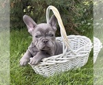 Small #3 French Bulldog