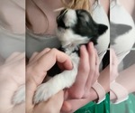Small #3 Schnauzer (Miniature)