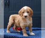 Small #2 Goldendoodle