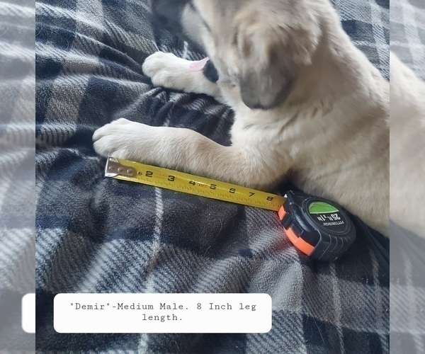 Medium Photo #9 Kangal Dog Puppy For Sale in SILVER LAKE, OR, USA