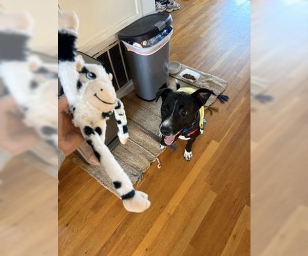 Medium Photo #3 Mutt Puppy For Sale in Canton, CT, USA