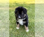 Small Photo #6 Miniature Australian Shepherd Puppy For Sale in FAIR HAVEN, MI, USA