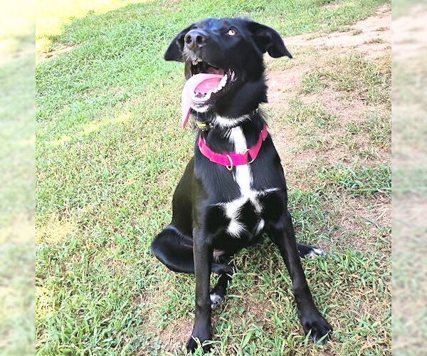 Medium Photo #1 Border-Aussie Puppy For Sale in Rutherfordton, NC, USA