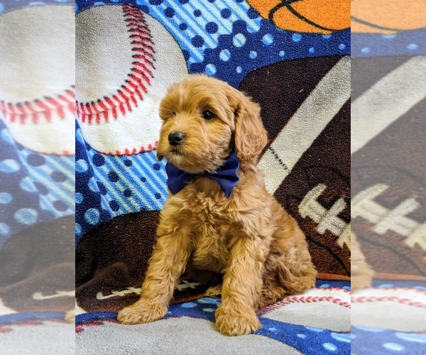Medium Photo #6 Goldendoodle-Poodle (Miniature) Mix Puppy For Sale in NEW PROVIDENCE, PA, USA