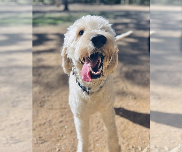 Medium Photo #1 Goldendoodle Puppy For Sale in Peralta, NM, USA