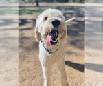 Small Goldendoodle