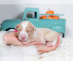 Small #3 Border Collie
