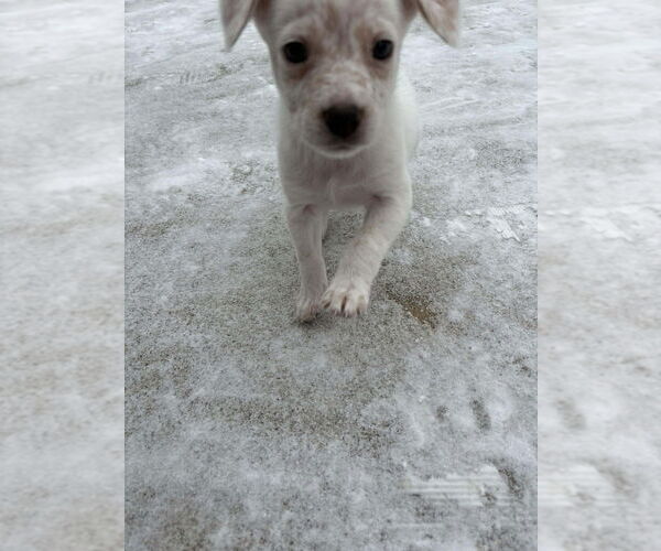 Medium Photo #3 Colonial Cocker Spaniel-Unknown Mix Puppy For Sale in Aurora, IN, USA